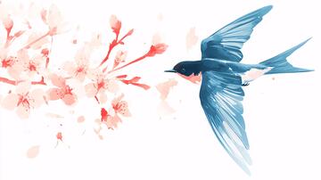 雨燕插画插画喜鹊手绘