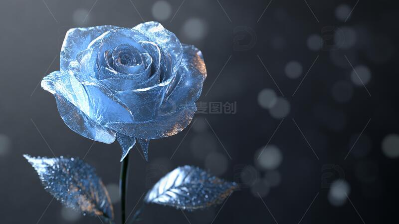 背景蓝玫瑰图片素材3
