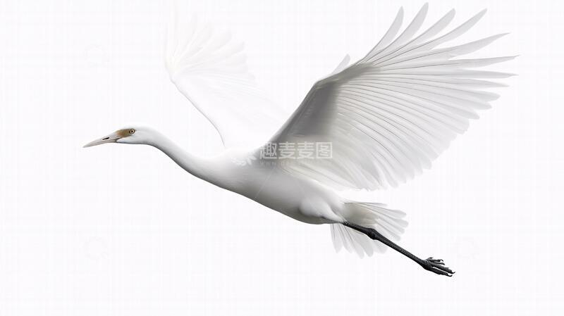 高清大图下载【趣麦麦图】鼠绘仙鹤仙鹤素材手绘