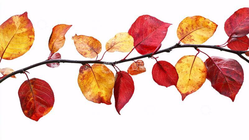 高清大图下载【趣麦麦图】黄红枝叶树叶乌桕红叶