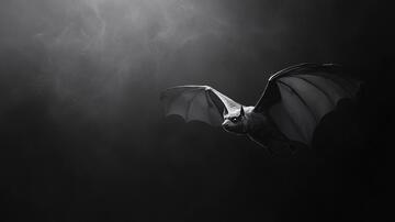 夜空飞翔的蝙蝠1