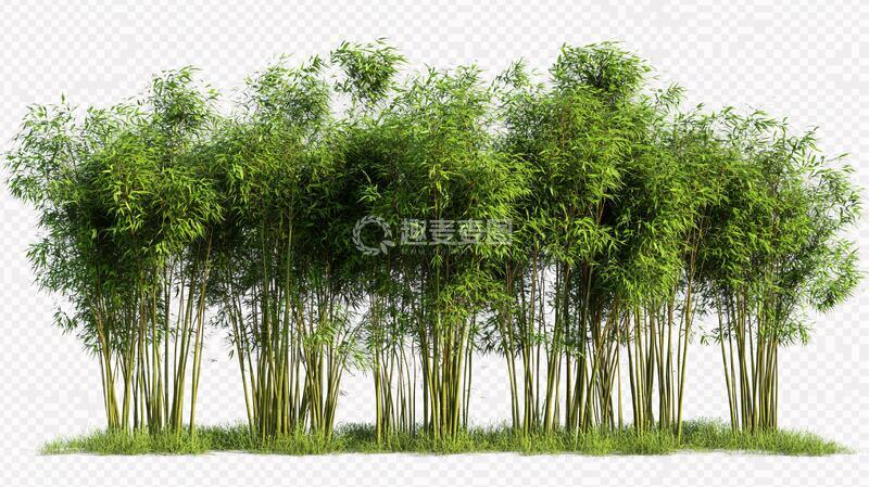 高清大图下载【趣麦麦图】-植物树木柳树