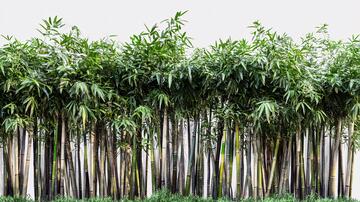 青竹园林园林竹园宽幅