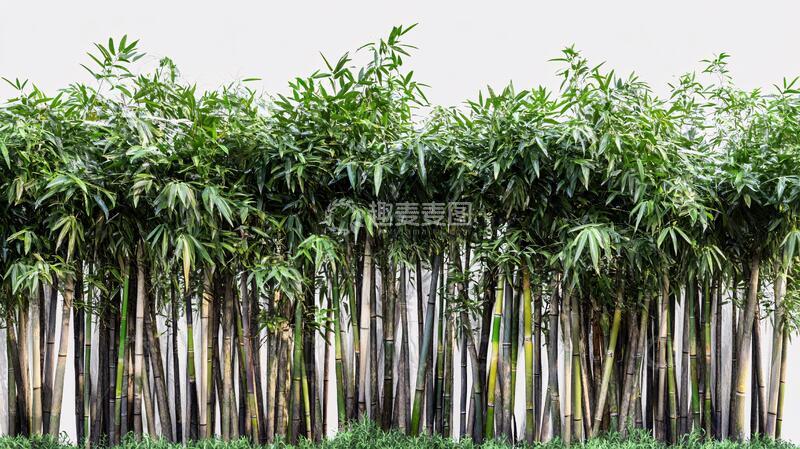 高清大图下载【趣麦麦图】青竹园林园林竹园宽幅