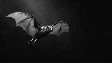 夜空飞翔的蝙蝠