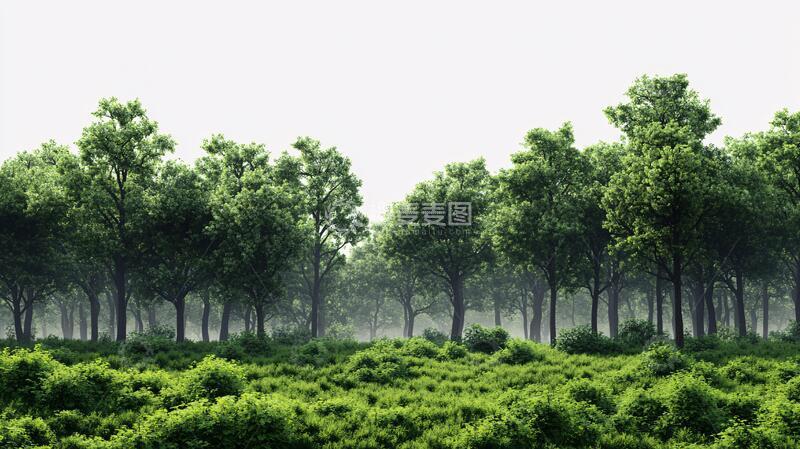 高清大图下载【趣麦麦图】生态植被雾景