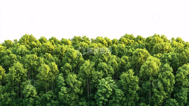 高清大图下载【趣麦麦图】宽幅拼接森林