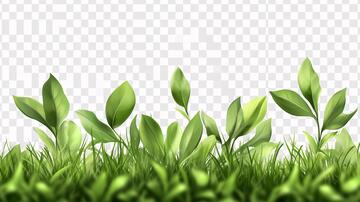 绿草叶素材素材草叶绿叶