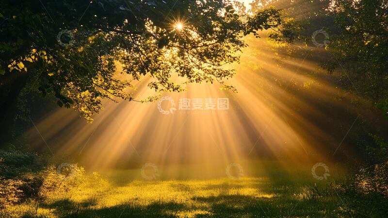 高清大图下载【趣麦麦图】阳光森林桌面1