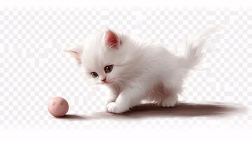 写实风小猫小猫手绘插画