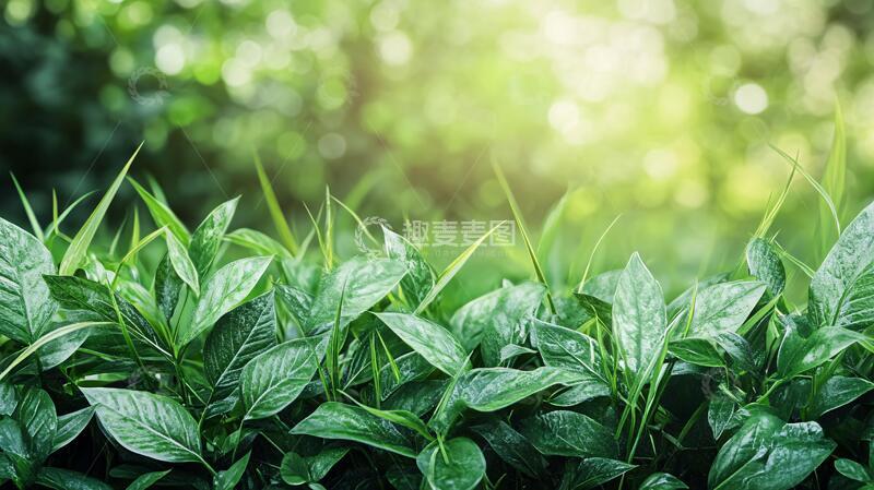 高清大图下载【趣麦麦图】阳光洒在绿色植物上1