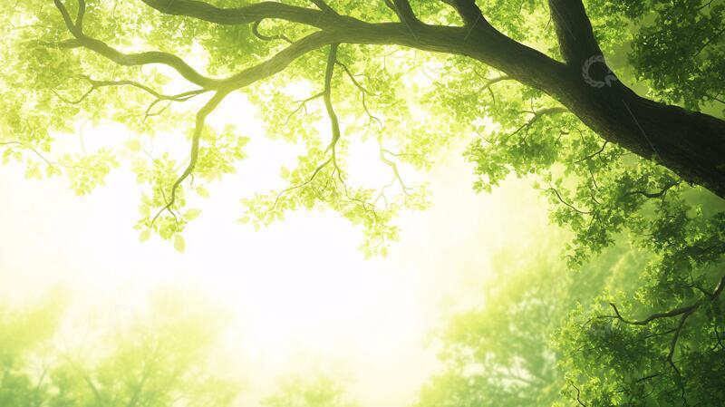 高清大图下载【趣麦麦图】阳光森林桌面