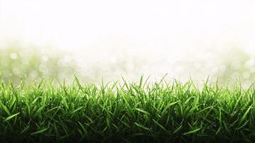 草地与阳光草地背景绿草