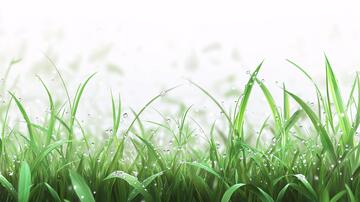 挂满雨水的草丛