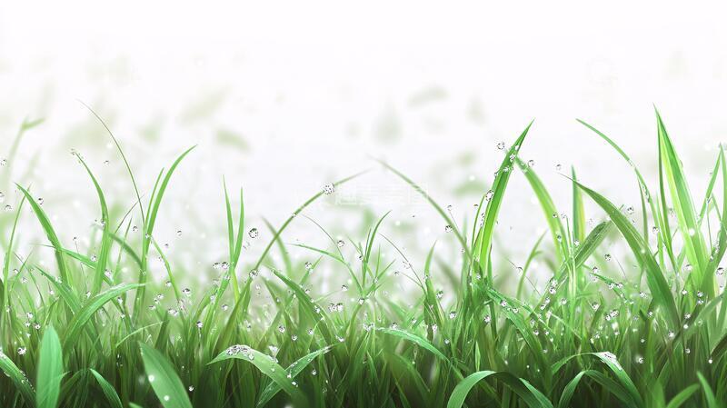 高清大图下载【趣麦麦图】挂满雨水的草丛