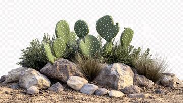 石头植物点植物石头砾石