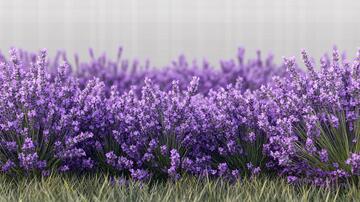 薰衣草薰衣草壁画