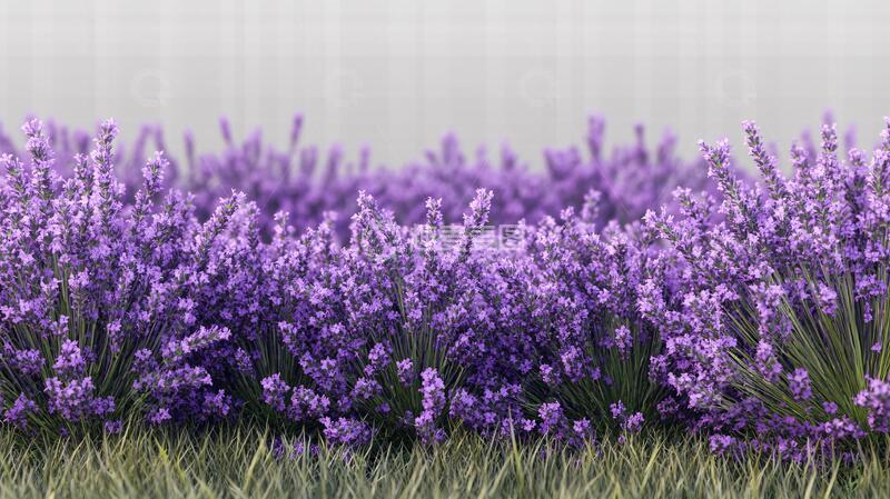 高清大图下载【趣麦麦图】薰衣草薰衣草壁画