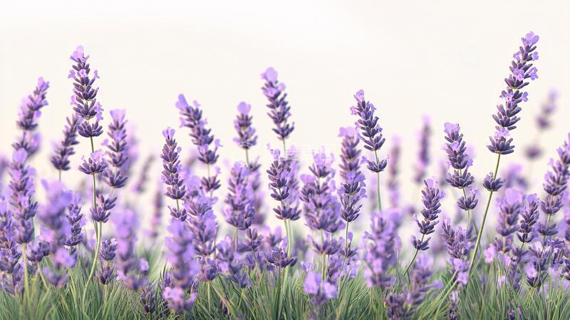 高清大图下载【趣麦麦图】唯美紫色薰衣草2