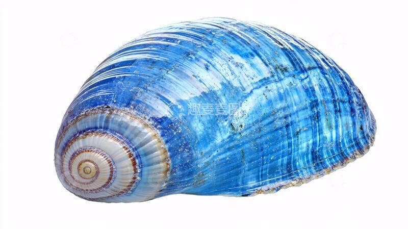 高清大图下载【趣麦麦图】帆布冠螺海螺法螺帆布