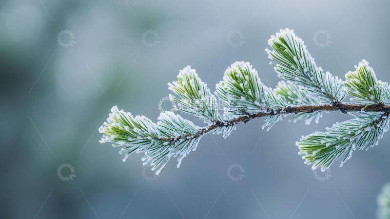 高清大图下载【趣麦麦图】唯美绿色松枝