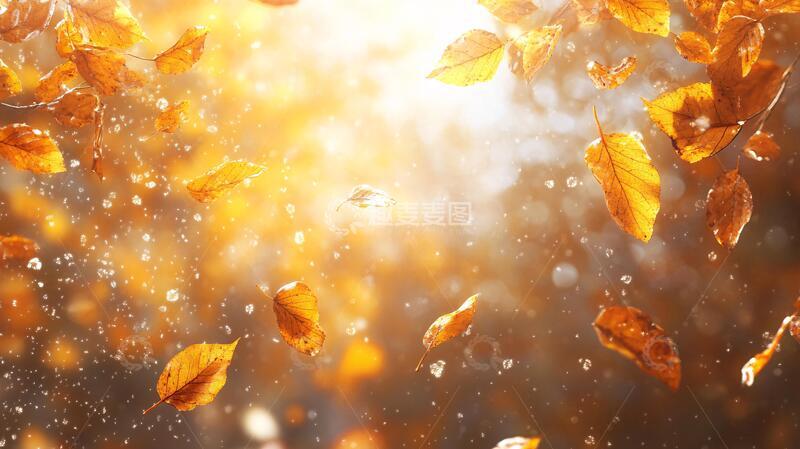 高清大图下载【趣麦麦图】唯美秋日落叶4