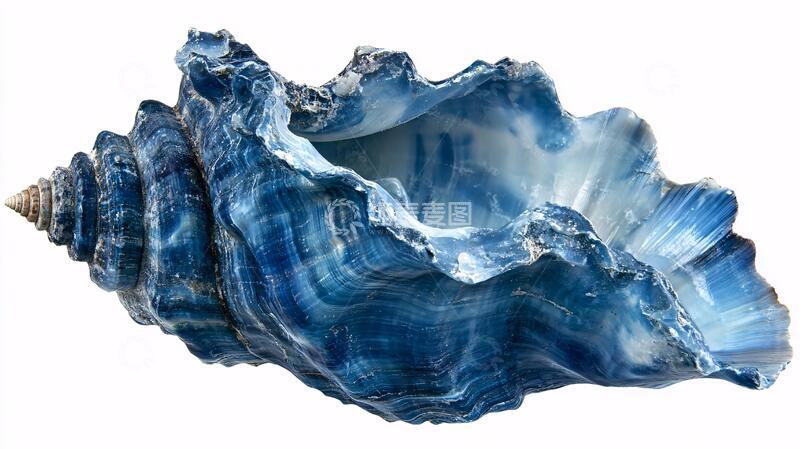 高清大图下载【趣麦麦图】海螺图片素材下载