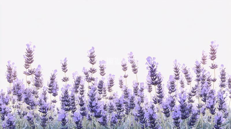 高清大图下载【趣麦麦图】薰衣草免抠素材水彩浪漫