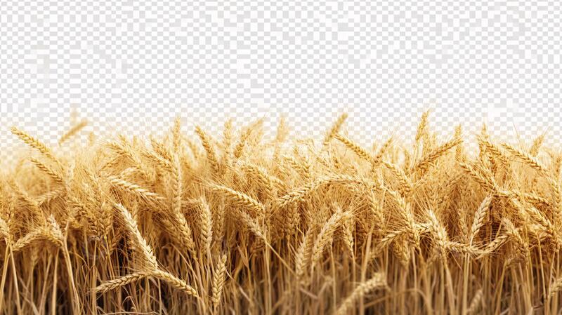 高清大图下载【趣麦麦图】麦穗素材下载