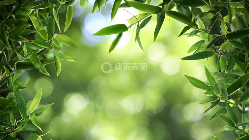 高清大图下载【趣麦麦图】高清竹叶背景