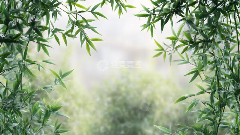 高清大图下载【趣麦麦图】唯美竹叶背景10