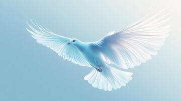 飞鸟插画插画飞鸟素材