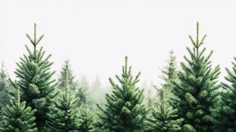 高清大图下载【趣麦麦图】雾中冷杉杉树森林植物