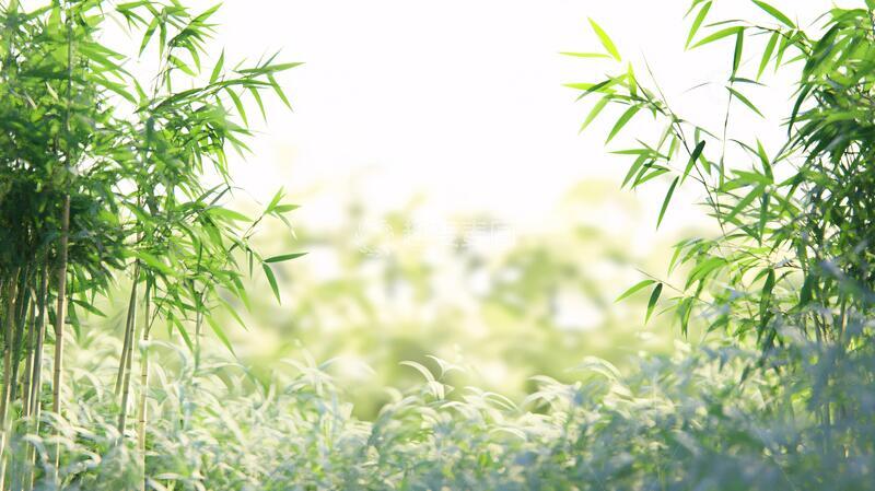 高清大图下载【趣麦麦图】唯美竹林背景2