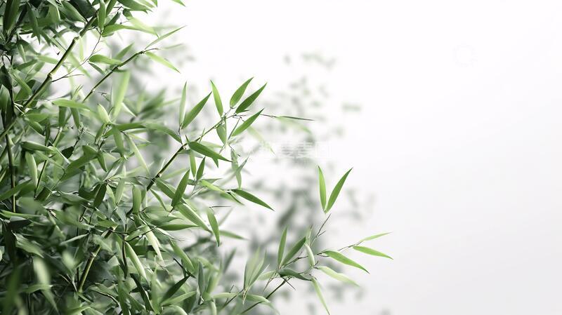 高清大图下载【趣麦麦图】高清竹叶背景1