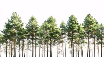 松树成排松树一排笔直