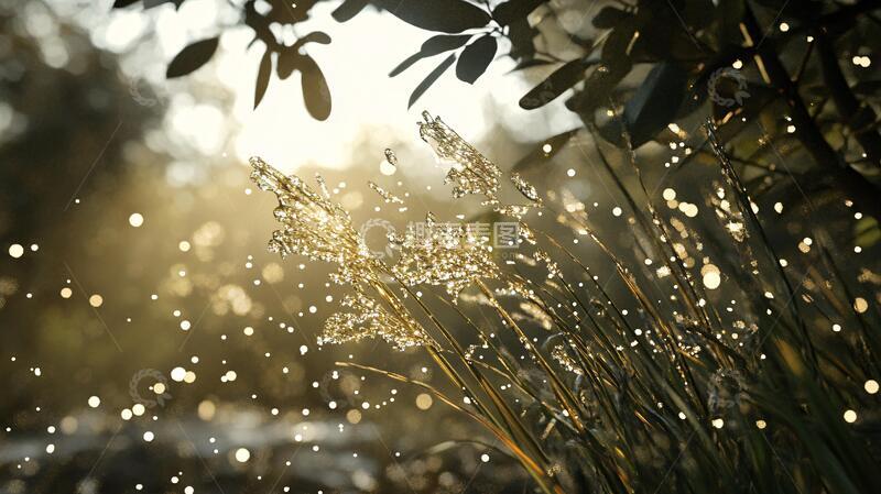 高清大图下载【趣麦麦图】逆光的毛毛草