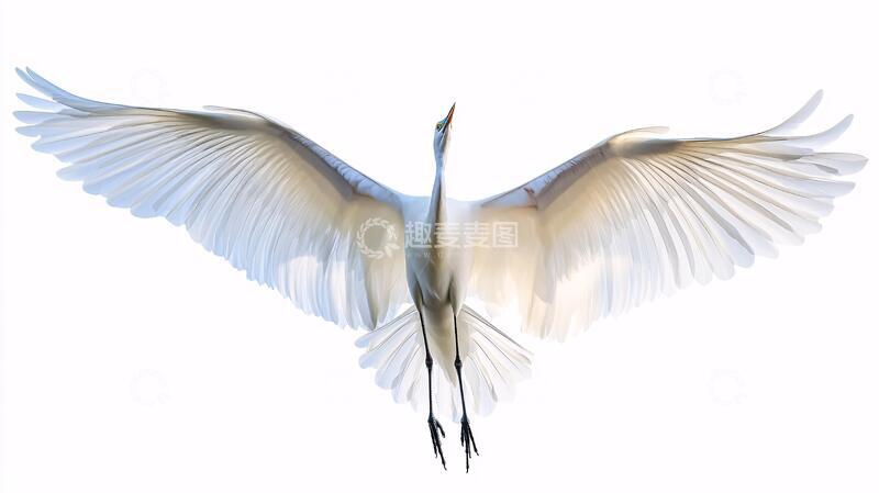 高清大图下载【趣麦麦图】白鹤展翅展翅白鹭白鹤