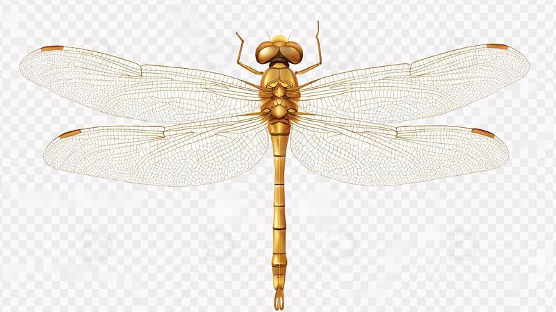 高清大图下载【趣麦麦图】率蜻蜓素材蜻蜓素材昆虫