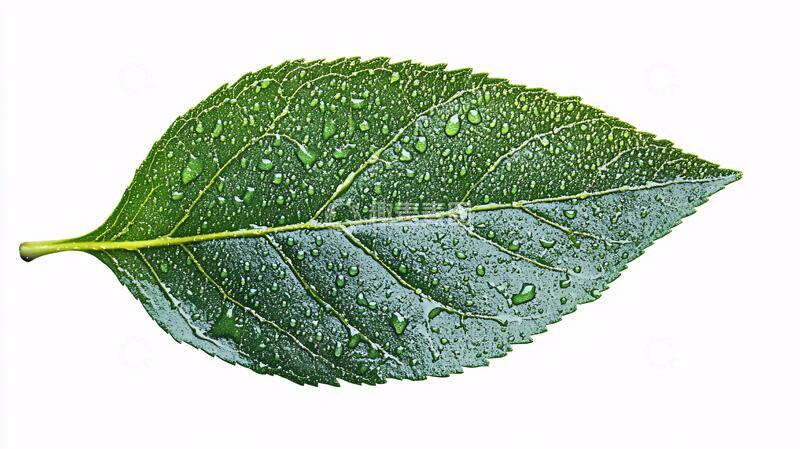 高清大图下载【趣麦麦图】一片树叶素材一片绿叶