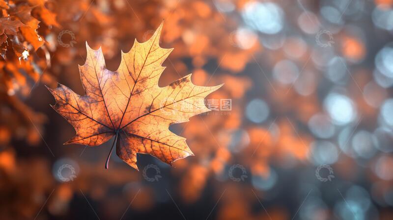 高清大图下载【趣麦麦图】唯美秋日落叶7