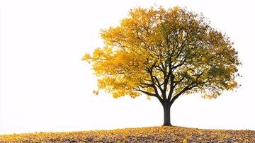 一颗黄色树叶的树1