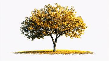 银杏树模型小树模型黄色