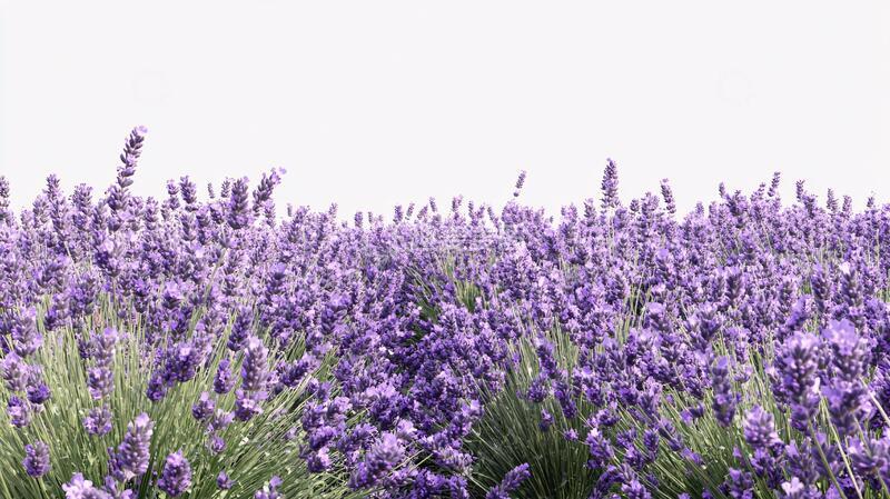 高清大图下载【趣麦麦图】薰衣草群唯美高清花卉