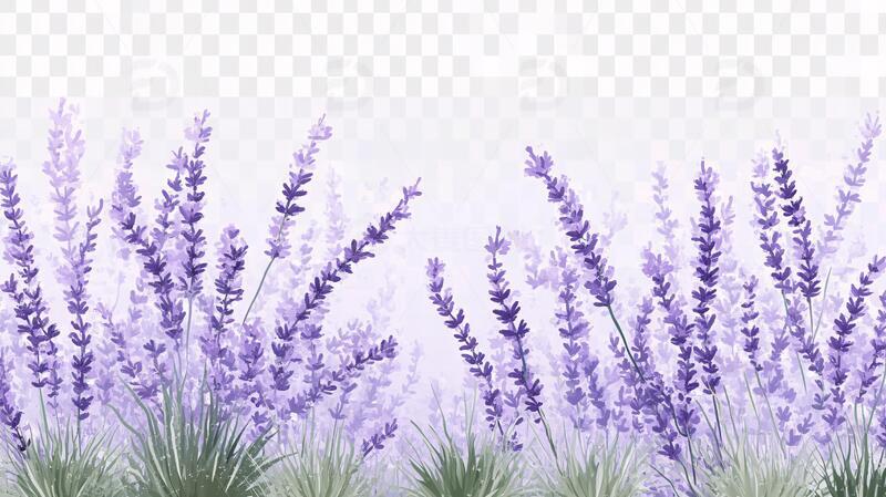 高清大图下载【趣麦麦图】薰衣草插画手绘素材植物