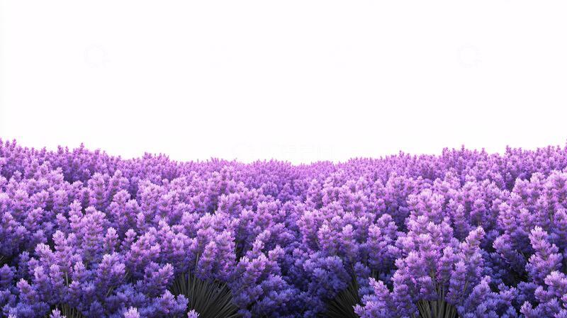 高清大图下载【趣麦麦图】蓝紫色小花丛