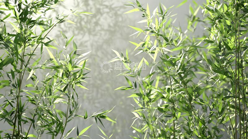 高清大图下载【趣麦麦图】晨光中的竹枝1