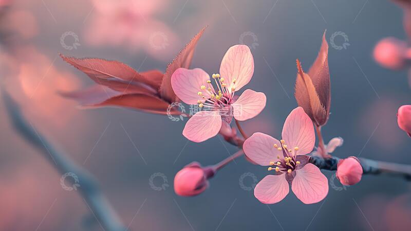 高清大图下载【趣麦麦图】樱花飘落花瓣