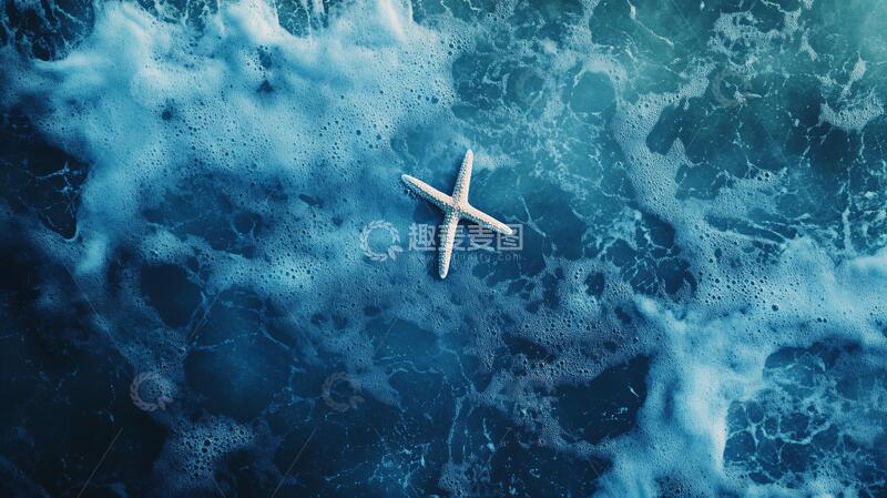 高清大图下载【趣麦麦图】星鱼海贝静景