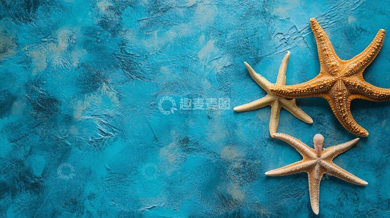 高清大图下载【趣麦麦图】海星背景墙海星贝壳排列